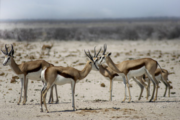 Herd of Thomson's gazelle in the desert - Namibia Africa