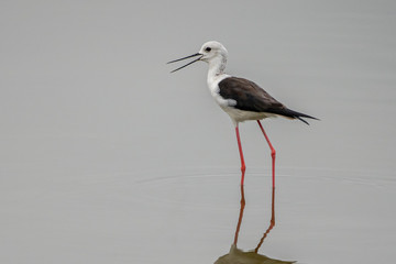 Black-winged stilt (himantopus himantopus) in 