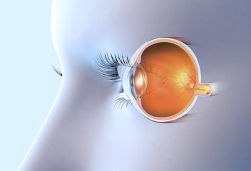 Healthy human eye, medically 3D illustration - obrazy, fototapety, plakaty