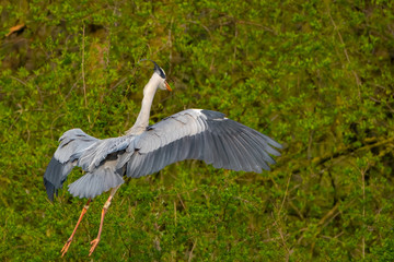Graureiher (Ardea cinera)