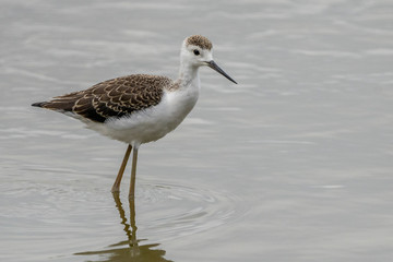 Obraz premium Breeding of black-winged stilt (himantopus himantopus) in 