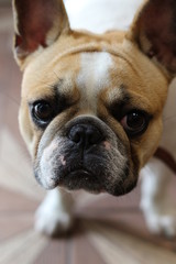  Sobaks close-up beautifully