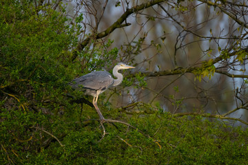 Graureiher (Ardea cinera)