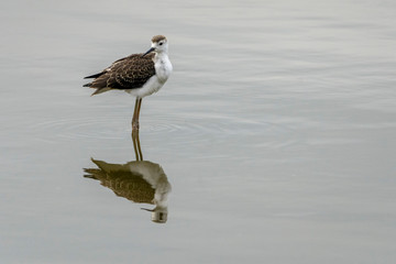 Breeding of black-winged stilt (himantopus himantopus) in 