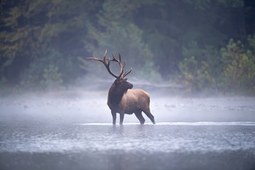 Bull Elk in stream. - obrazy, fototapety, plakaty