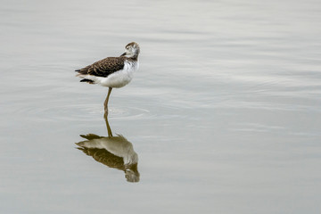 Breeding of black-winged stilt (himantopus himantopus) in 