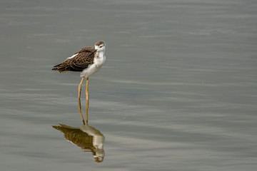 Breeding of black-winged stilt (himantopus himantopus) in 