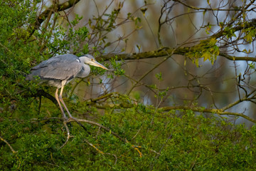 Graureiher (Ardea cinera)