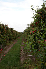 Fototapeta na wymiar Sweet, red, juicy apples growing on the tree in their natural environment.