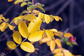 Bright yellow autumn maple leaves. Autumn.