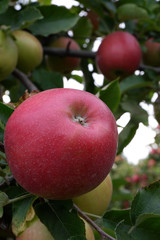 Sweet, red, juicy apples growing on the tree in their natural environment.