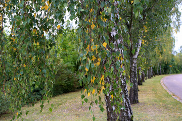 Fototapeta na wymiar Autumn landscape - Birch alley in autumn time