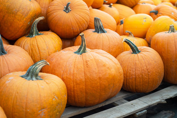 Large pile of pumpkins ready for autumn.
