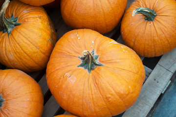 Large pile of pumpkins ready for autumn.
