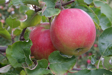 Sweet, red, juicy apples growing on the tree in their natural environment.
