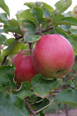 Sweet, red, juicy apples growing on the tree in their natural environment.