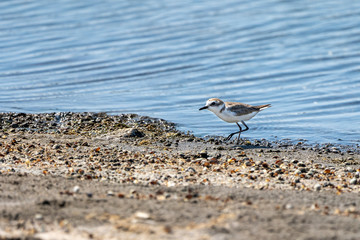 Kentish plovers (charadrius alexandrinus) in Albufera of Valencia.