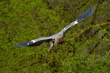 Graureiher (Ardea cinera)