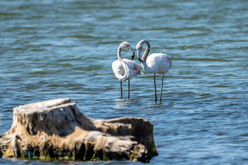 Couple of pink flamingo (phoenicopterus roseus) in the Natural Park of Albufera de Valencia.