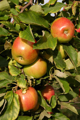 Sweet, red, juicy apples growing on the tree in their natural environment.