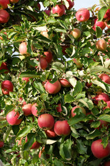 Sweet, red, juicy apples growing on the tree in their natural environment.