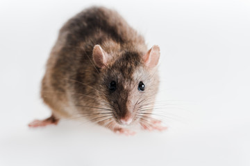 Fototapeta na wymiar selective focus of small and fluffy rat isolated on white