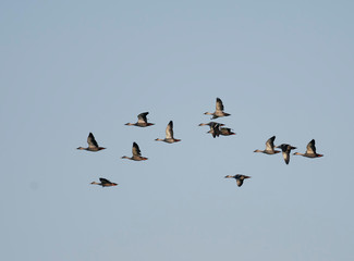 Flock of Indian Spot billed Duck flying
