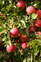 Sweet, red, juicy apples growing on the tree in their natural environment.