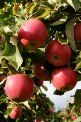 Sweet, red, juicy apples growing on the tree in their natural environment.