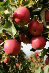 Sweet, red, juicy apples growing on the tree in their natural environment.