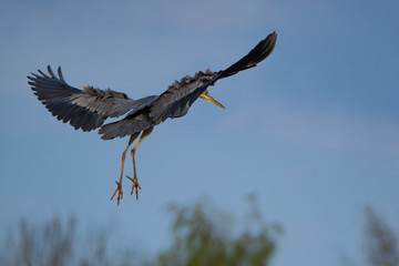 Graureiher (Ardea cinera)
