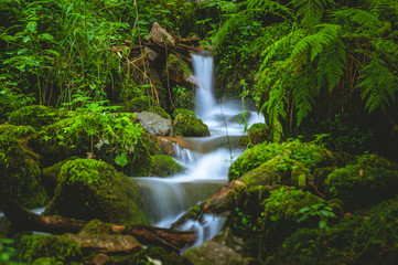 Sägebach im Ehwald 2