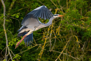 Graureiher (Ardea cinera)