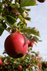 Sweet, red, juicy apples growing on the tree in their natural environment.
