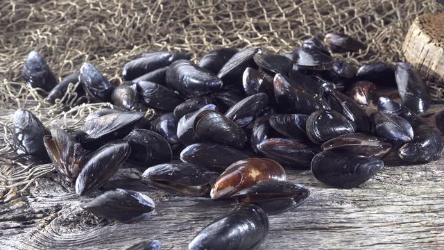 Fresh blue mussels on a rustic wood wharf with fishing net.