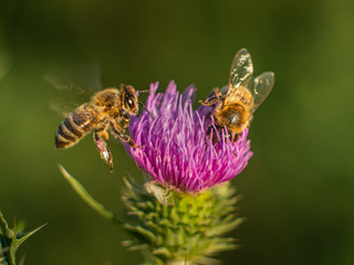 Bee on a purple flower