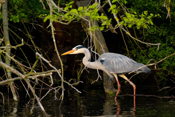 Graureiher (Ardea cinera)