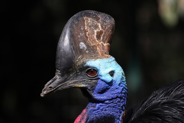 Kasuar