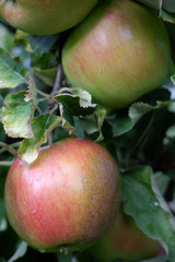 Sweet, red, juicy apples growing on the tree in their natural environment.