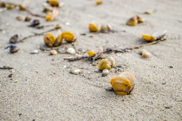 Scores of shells ejected on the sandy shore of the Danube River