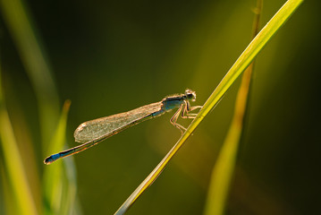 Close up photo of a dragonfly