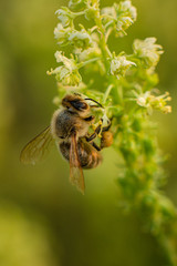 Bee on a flower