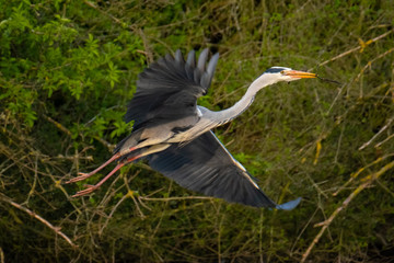Graureiher (Ardea cinera)