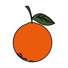 Isolated orange fruit vector design