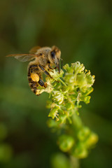 Bee on a flower