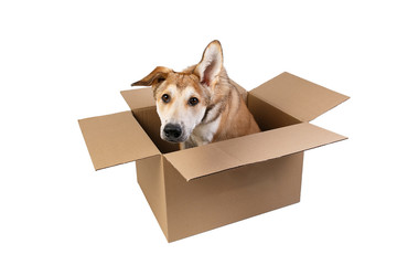Cute dog in a very big moving box. isolated on white