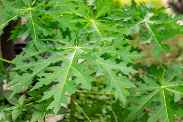 Fresh green papaya leaves in the farm