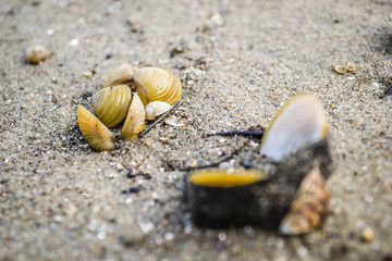 Scores of shells ejected on the sandy shore of the Danube River