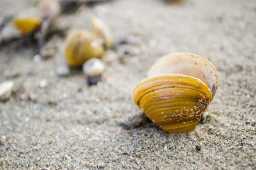 Scores of shells ejected on the sandy shore of the Danube River