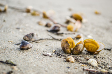 Scores of shells ejected on the sandy shore of the Danube River